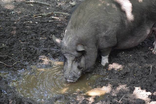 换回布鲁克 换回布鲁克
